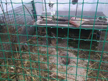 養(yǎng)殖場圍欄網(wǎng) 養(yǎng)殖場圍欄網(wǎng)