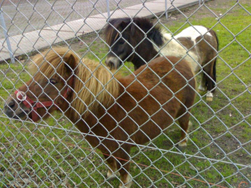 養(yǎng)殖場圍欄網(wǎng) 養(yǎng)殖場圍欄網(wǎng)