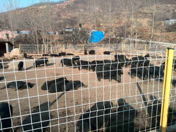 養(yǎng)殖場圍欄網(wǎng) 養(yǎng)殖場圍欄網(wǎng)